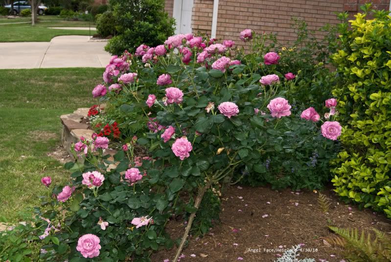  photo Heirloom-angelface.jpg